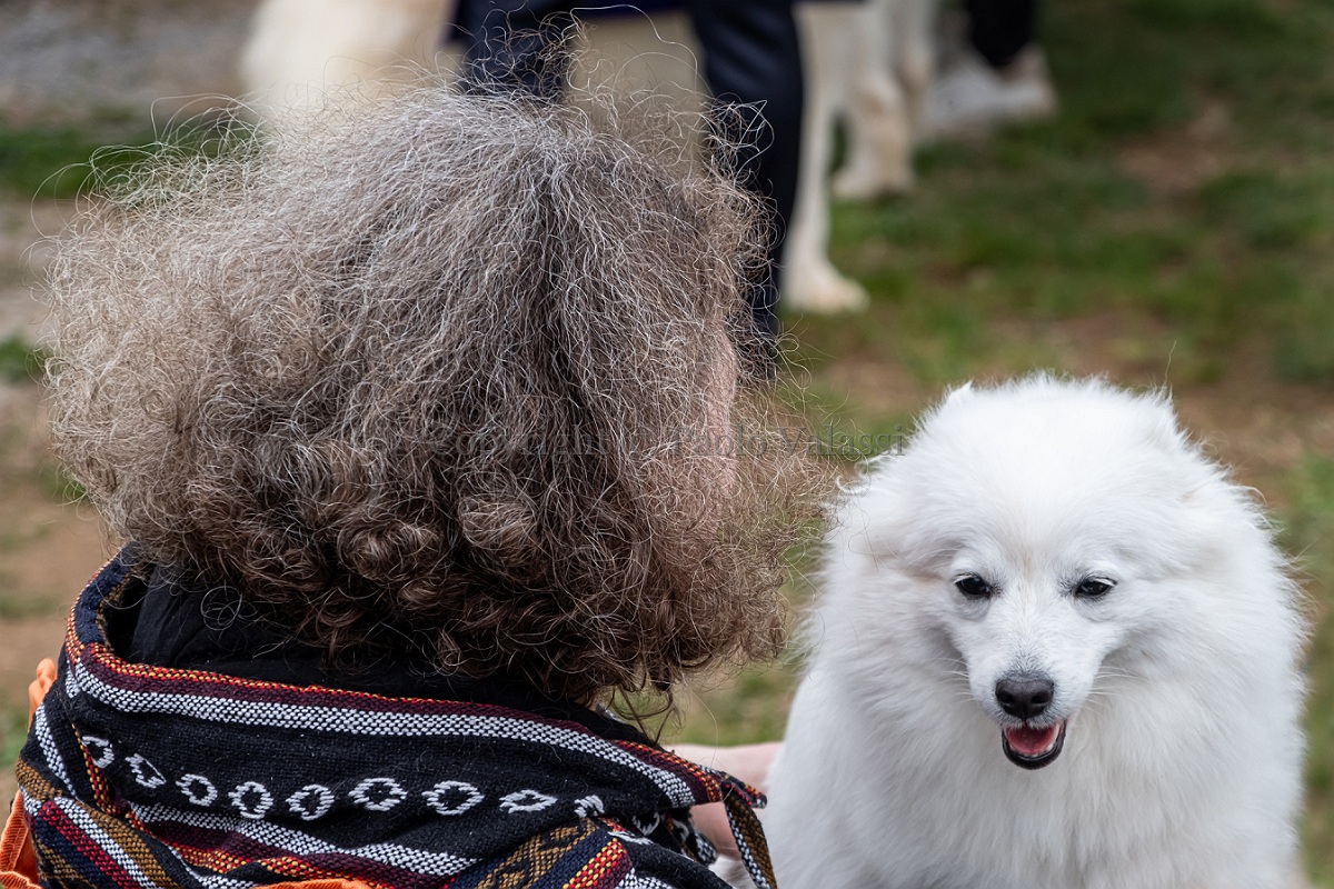 Mondo cane - Dog shows