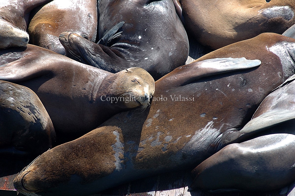 San Francisco - Pier 39 Seals