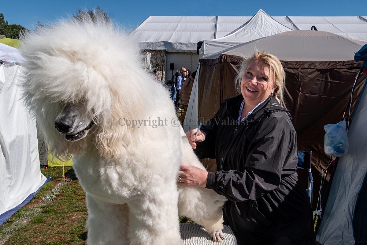 Mondo cane - Dog shows